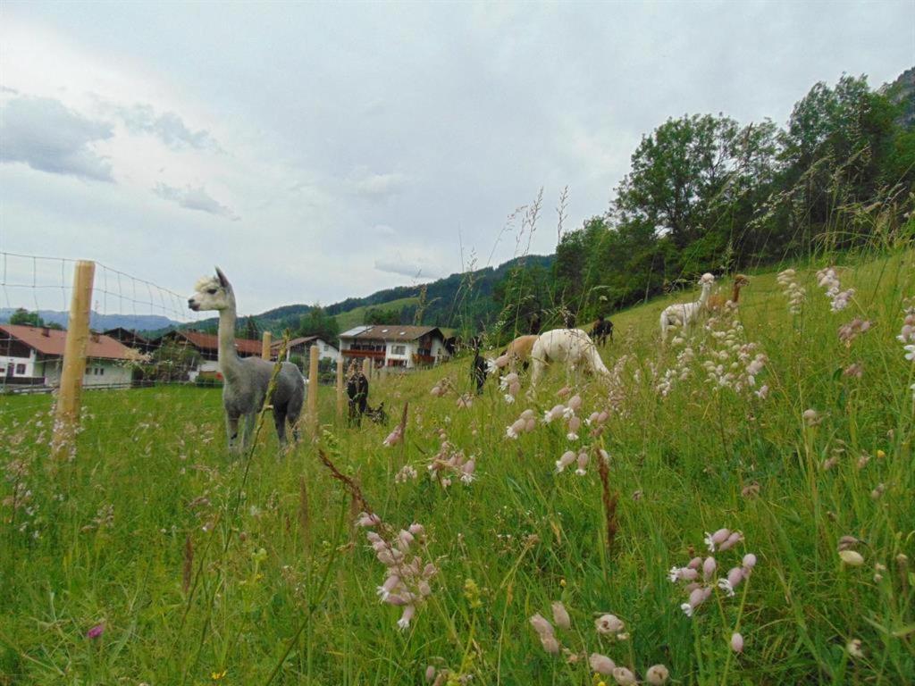 巴特欣德朗Alpakahof Wechs别墅 外观 照片
